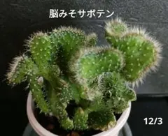 2026年最新】綴化サボテンの人気アイテム - メルカリ