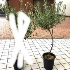 2026年最新】オリーブの木 ピクアルの人気アイテム - メルカリ