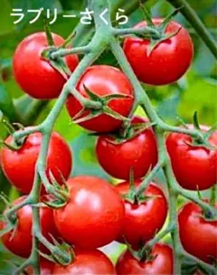 沈丁花様 リクエスト 2点 まとめ商品