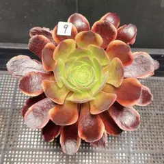 77#多肉植物アエオニウム錦 ❤️雲彩❤️1大頭10小頭24cm 高36cm拔き苗 79 #多肉植物アエオニウム錦 ❤️雲彩❤️1大頭12cm 拔き苗 - メルカリ