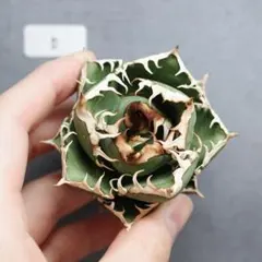 ヘムヘム様 リクエスト 2点 まとめ商品