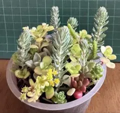 2026年最新】多肉植物 寄せ植え そのまま飾れるの人気アイテム - メルカリ