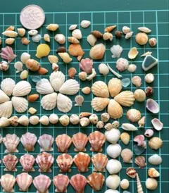 貝殻　標本　コレクション 51MDjRL9IOL._AC_UF350,