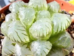 カズ様 リクエスト 3点 まとめ商品