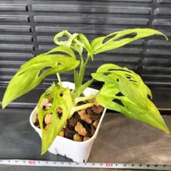 モンステラアダンソニーミント 株分け - メルカリ