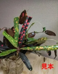 momoのmama様 リクエスト 2点 まとめ商品