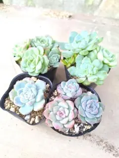 ぐるっと子株付き❇️名無しさん多肉❇️抜き苗 6頭