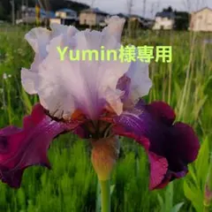 Yumin様専用ジャーマンアイリスのサムネイル