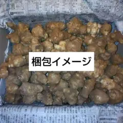 岡山県産 菊芋 (ゆうパック60サイズ)