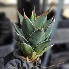 チタノタ・タワーオブバベル⑦