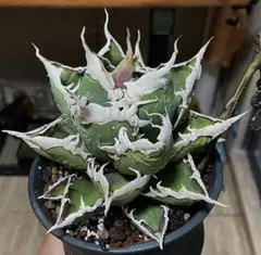 2025年最新】チタノタ 狼人の人気アイテム - メルカリ