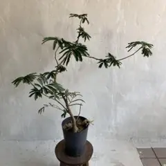 エバーフレッシュ 曲がり樹形 美形 観葉植物 中型 カッシーナ - メルカリ