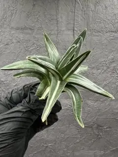 2026年最新】アガベ 氷山の人気アイテム - メルカリ