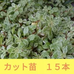 ハーブ農家直送】タイム（ロンギカウリス）56ポット セット 数量変更