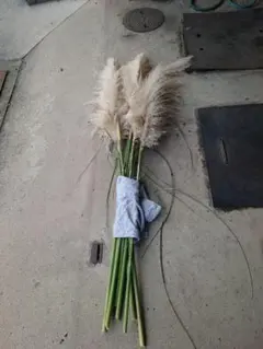 2025年最新】パンパスグラスの人気アイテム - メルカリ