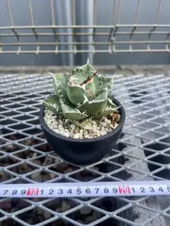 インドネシア産　FO-076 ボール型　コレクション株 Yahoo!オークション - アガベ チタノタ FO076 ボール型 子株