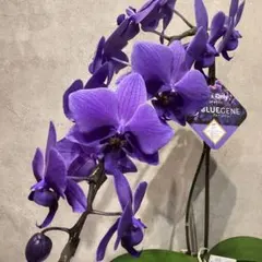 2026年最新】胡蝶蘭 ブルージーンの人気アイテム - メルカリ