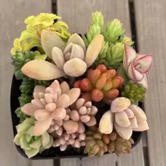 多肉植物　育てやすい品種　寄せ植え 抜き苗　お試しセット