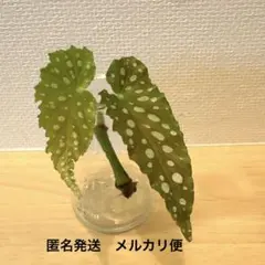 2026年最新】ベゴニアマクラータの人気アイテム - メルカリ