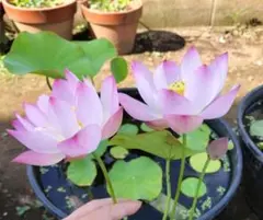 蓮の種レンコン　花蓮苗　蓮根 種レンコン レンコン 備中 2kg / れんこん 蓮根 れん根 レンコンの種
