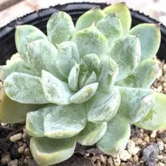 ミックスベリア　三日月 15044_2.jpg