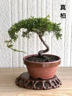 糸魚川真柏盆栽‼️値下げ❗️個性的な動き❗️ 2026年最新】糸魚川真柏の人気アイテム - メルカリ