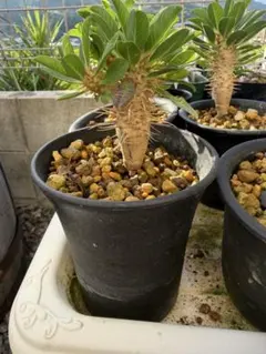 ギラウミニアナ 実生 4分岐 ユーフォルビア 塊根植物 コーデックス