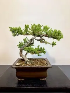 赤蝦夷松 寄せ植え用素材に成ります 7本立ててます - メルカリ