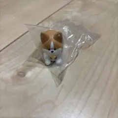 怒ったわんちゃあぁぁん　コーギー　ガチャガチャ　カプセルトイ
