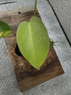 セイデンファデニア ミトラタ 3種 セット 洋蘭 Sei 洋ラン 観葉植物