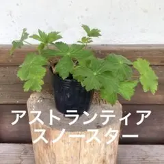 アストランティア スノースターの苗⑥大株のサムネイル