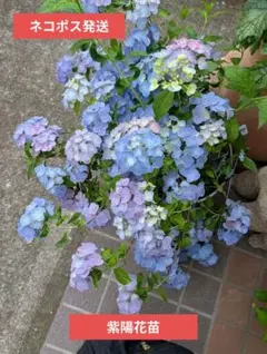 花苗】紫陽花 レイ お花付き タグ付き正規品 大栄花園 メルカリ便発送