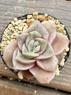 2026年最新】ラブリーローズ錦の人気アイテム - メルカリ