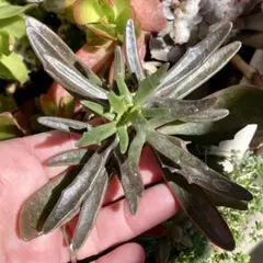 ななまず様 リクエスト 2点 まとめ商品