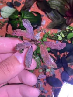 ブセファランドラ ピンクバリエガータ ③ ブセファランドラsp ピンクバリエガータ斑入り 水中葉｜Yahoo