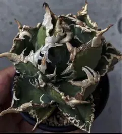 2026年最新】アカベ白犀牛の人気アイテム - メルカリ