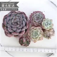 【SALE】多肉植物 カット苗 セット 寄せ植え エケベリア ｜SET003