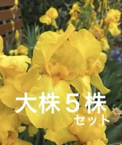 ♦︎ジャーマンアイリス　♦︎鮮やかな黄色　♦︎大株５株のサムネイル