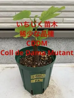 イチジク小苗 Coll de Dama Mutant 38 - メルカリ