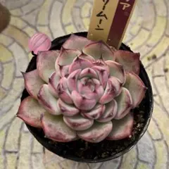 ブルーベリームーン おらいさん苗 ミックスベリア 多肉植物 エケベリア