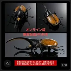 オンライン版 いきもの大図鑑アドバンス カブトムシ04 ヘラクレス·タカクワイ③のサムネイル