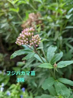 2026年最新】フジバカマの苗5本の人気アイテム - メルカリ