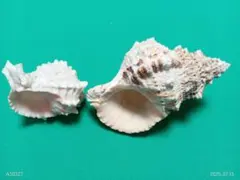 貝殻 2個セット