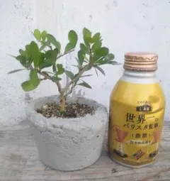 ハリツルマサキ盆栽 お問い合わせ対応商品 - メルカリ