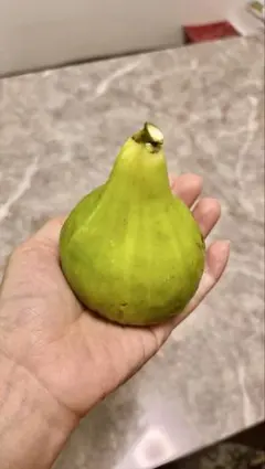 2025年最新】穂木の人気アイテム - メルカリ