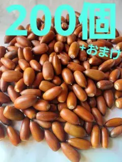 どんぐり　マテバシイ　200個+おまけ