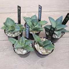 アガベ チタノタ 豪華4株セット アガベ・チタノタ 鬼爪 小株-004｜agave titanota ghost claw |