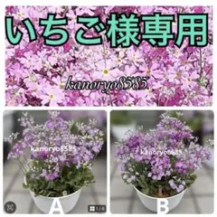 いちご様専用　AとB 3月6日