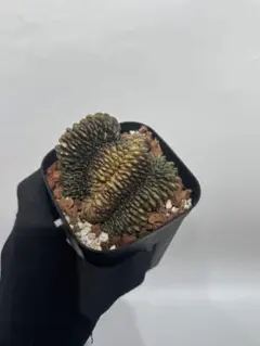 【モンスト】象牙丸　多毛　コリファンタ　鉢ごと発送　サボテン（ギムノカリキウム） モンスト】象牙丸 多毛 コリファンタ 鉢ごと発送 サボテン