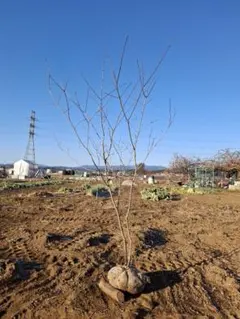 2026年最新】ハウチワカエデの人気アイテム - メルカリ